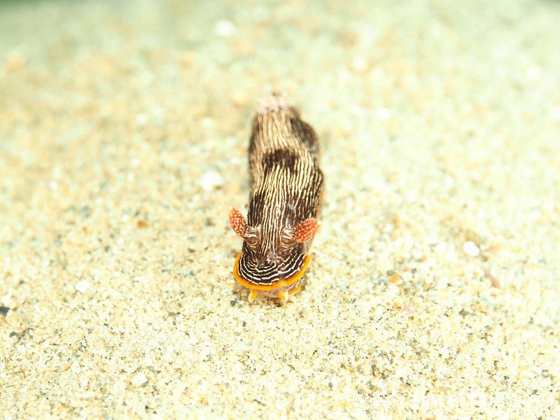 ホソスジイロウミウシ Chromodoris lineolata