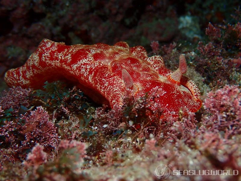 ミカドウミウシ Hexabranchus lacer