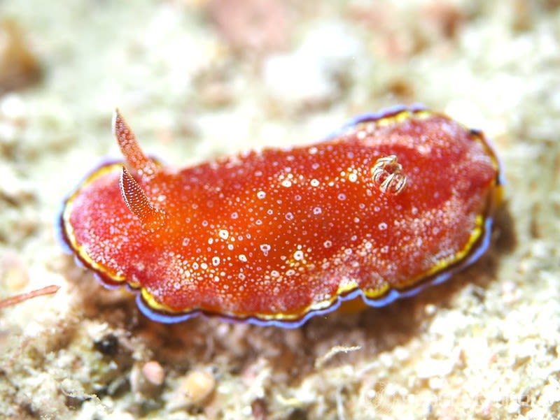 ホムライロウミウシ Goniobranchus albopunctatus