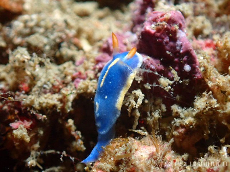 アオウミウシ Hypselodoris festiva