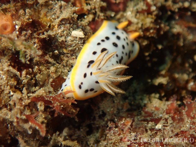 シロウミウシ Goniobranchus orientalis