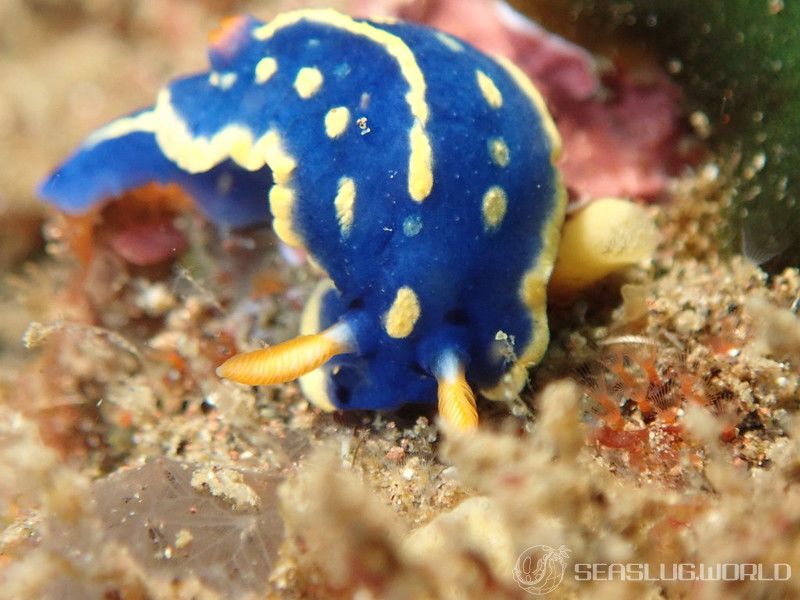 アオウミウシ Hypselodoris festiva