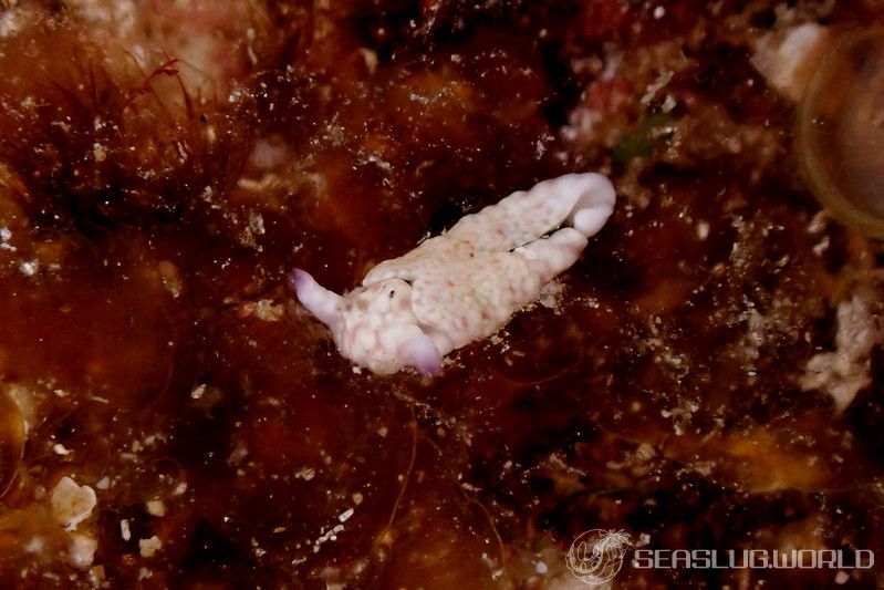 チドリミドリガイ Plakobranchus ocellatus