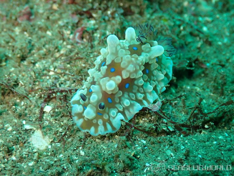 ミヤコウミウシ Dendrodoris krusensternii