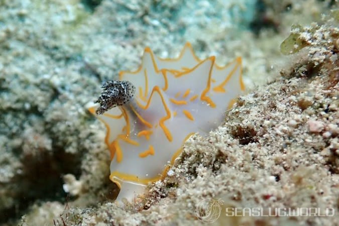 キスジカンテンウミウシ Halgerda diaphana