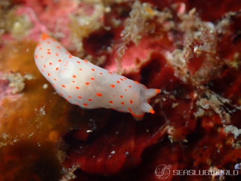 アカボシウミウシ Gymnodoris alba