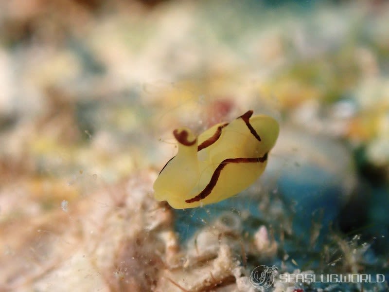 オレンジウミコチョウ Siphopteron brunneomarginatum