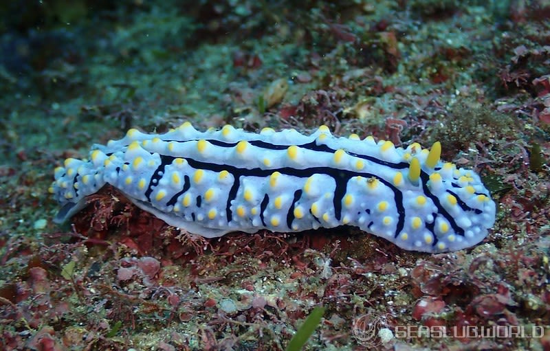 タテヒダイボウミウシ Phyllidia varicosa