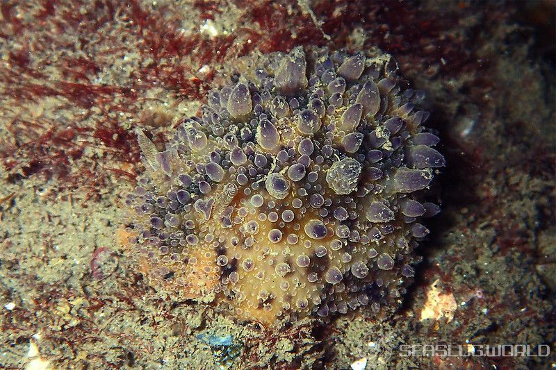 ヤマトウミウシ Homoiodoris japonica