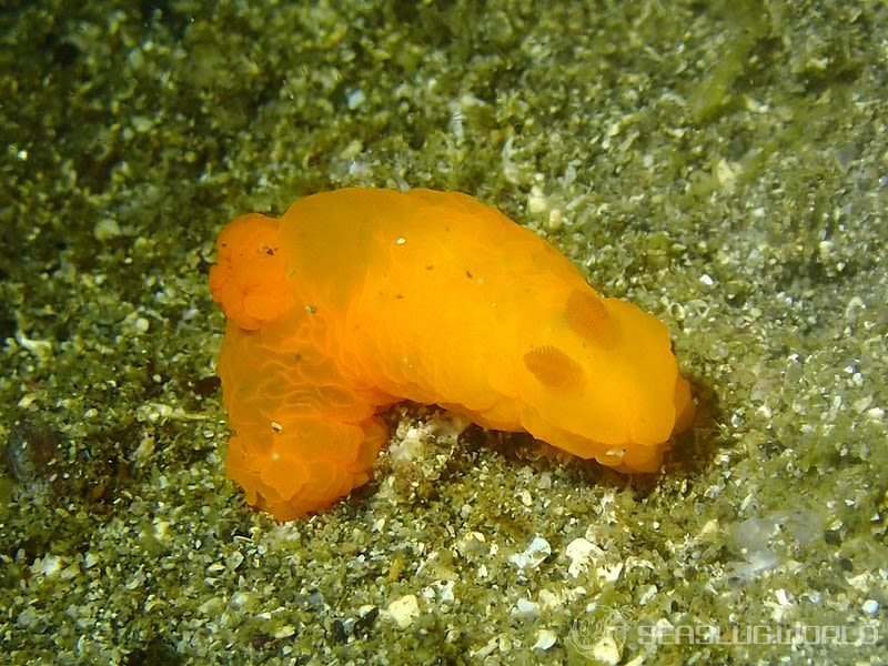 キヌハダウミウシ Gymnodoris inornata