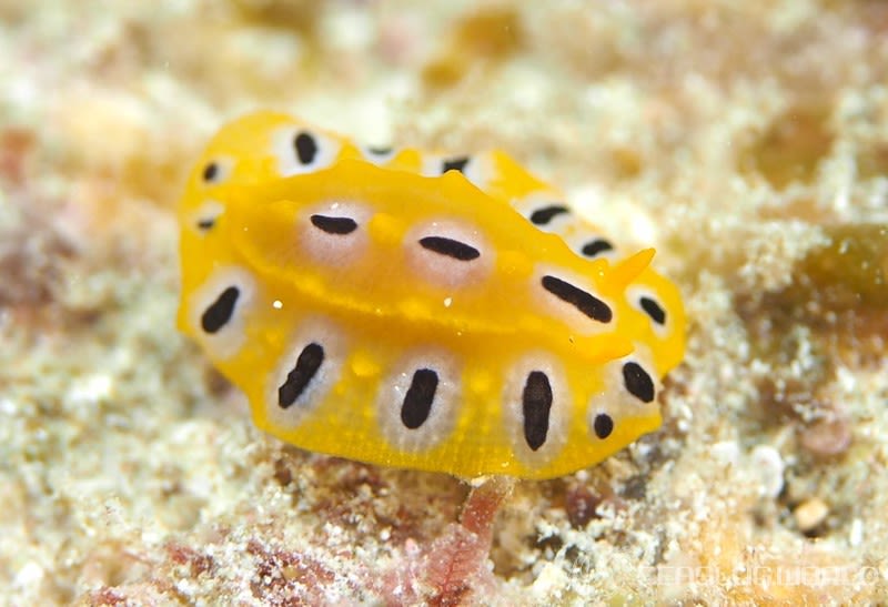 キイロイボウミウシ Phyllidia ocellata