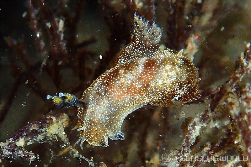 フジタウミウシ属の一種 4 Polycera sp. 4