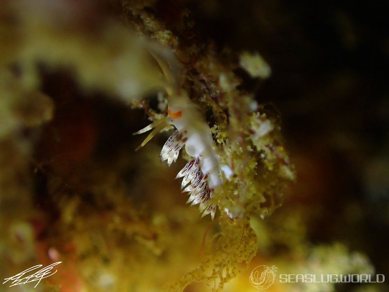 ハクセンミノウミウシ属の一種 3 Cratena sp. 3