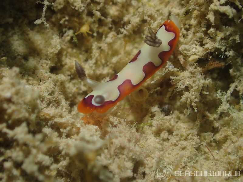 フジナミウミウシ Goniobranchus fidelis