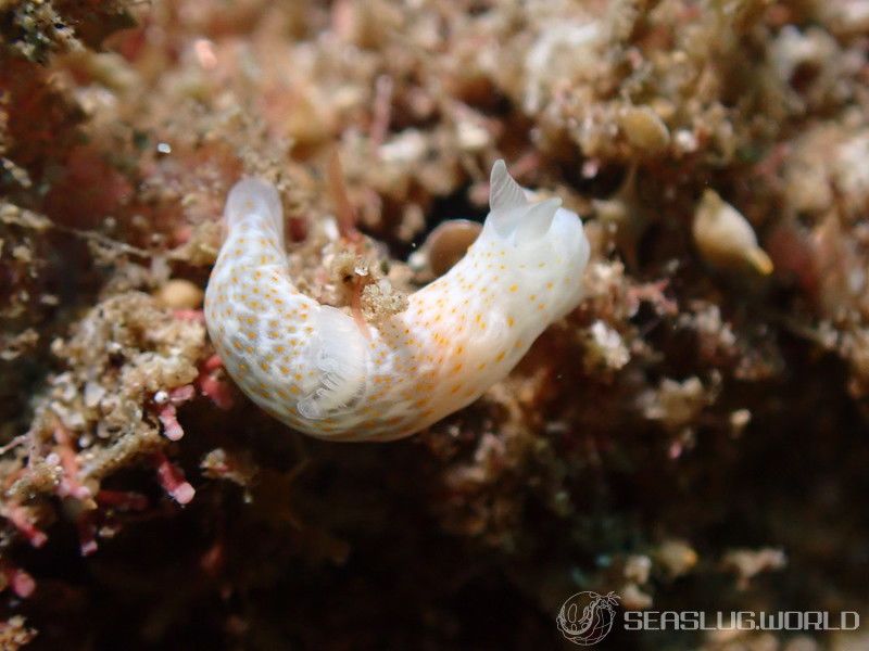 オキナワキヌハダウミウシ Gymnodoris okinawae