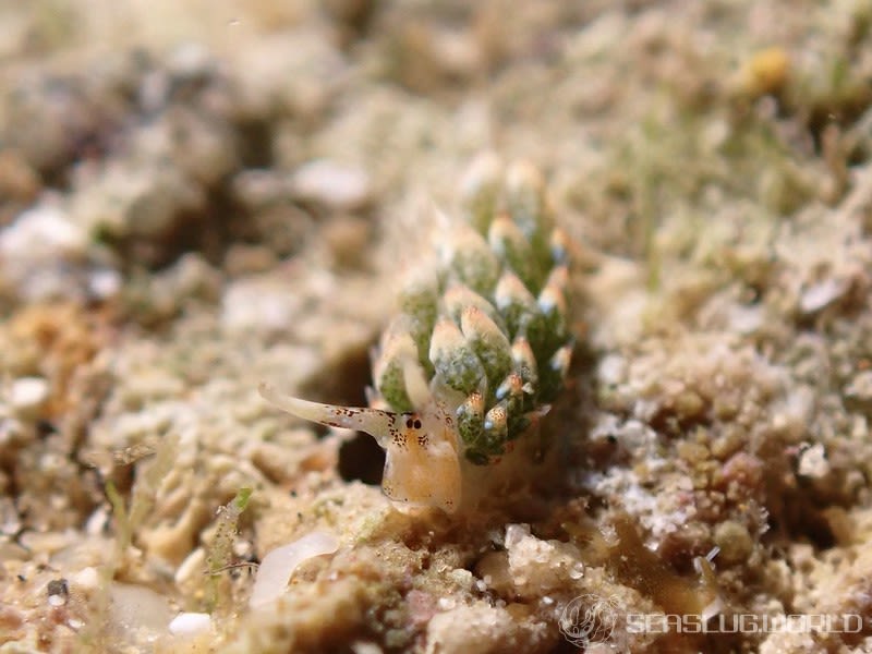 コスタシエッラ・ベガエ Costasiella vegae