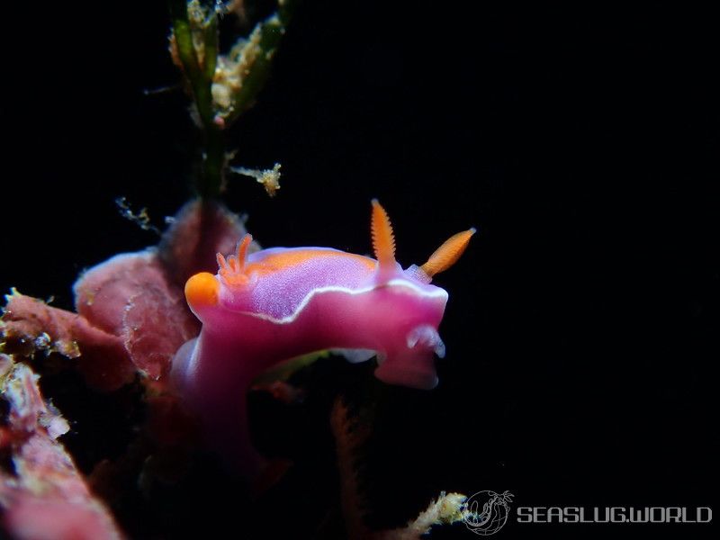 フタイロニシキウミウシ Ceratosoma bicolor