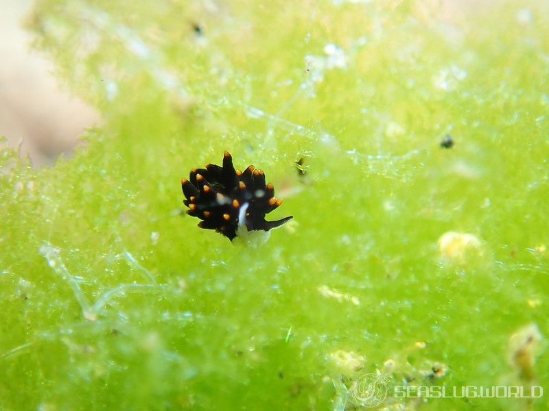 アリモウミウシ Ercolania boodleae