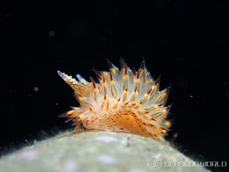 コヤナギウミウシ Janolus toyamensis