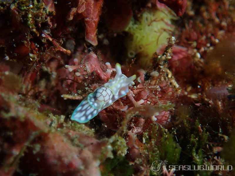 ワタユキシボリガイ Micromelo barbarae