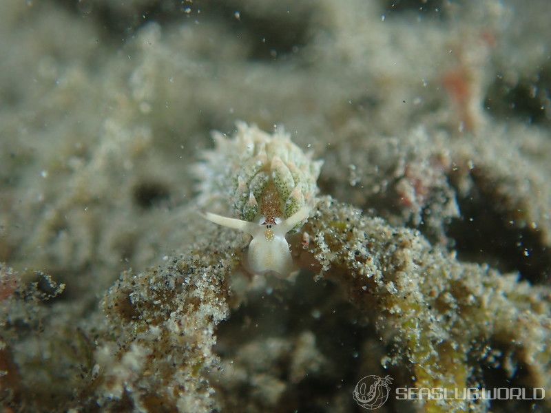 コスタシエッラ・ベガエ Costasiella vegae