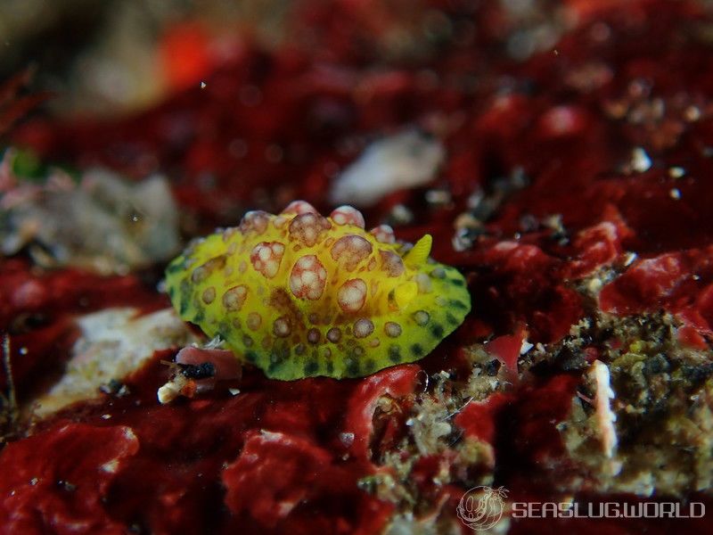 アデヤカイボウミウシ Phyllidiopsis cardinalis