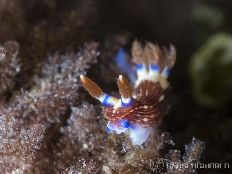 トウモンリュウグウウミウシ Nembrotha livingstonei