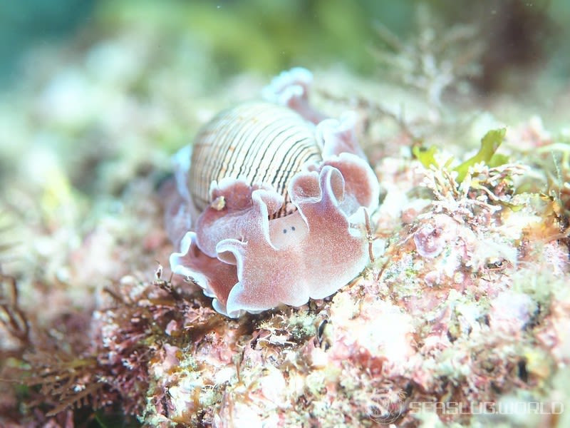 ミスガイ Hydatina physis