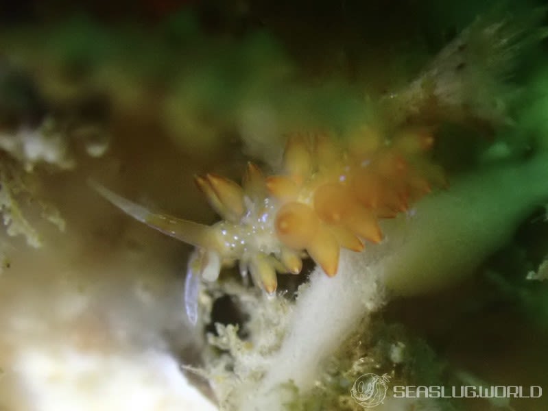 ホリミノウミウシ属の一種 26 Eubranchus sp.26