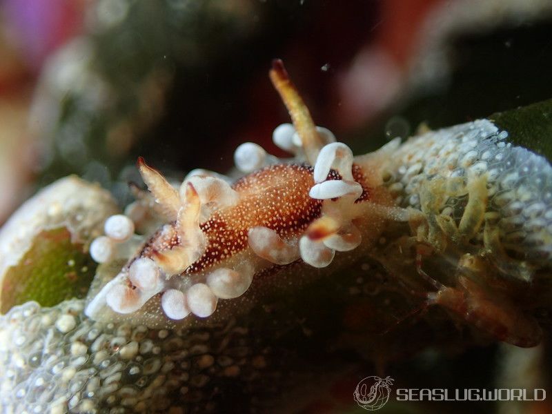 イバラウミウシ Ceratodoris barnardi