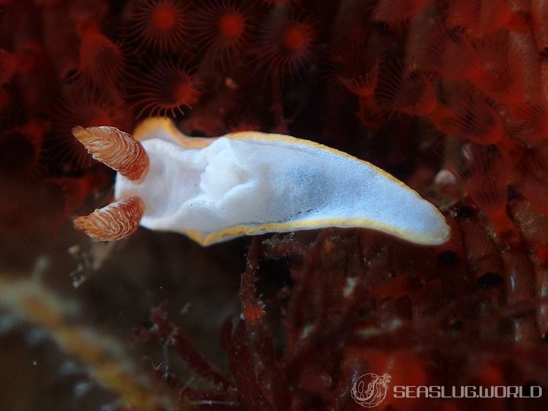 ケラマコネコウミウシ Pelagella longicornis