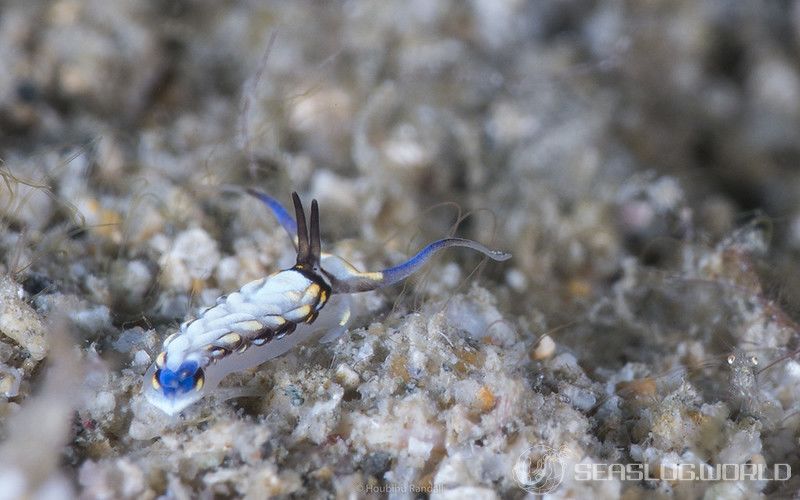 カスミミノウミウシ属の一種 9 Cerberilla sp. 9