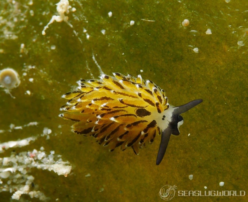 イリオモテモウミウシ Costasiella sp. 4