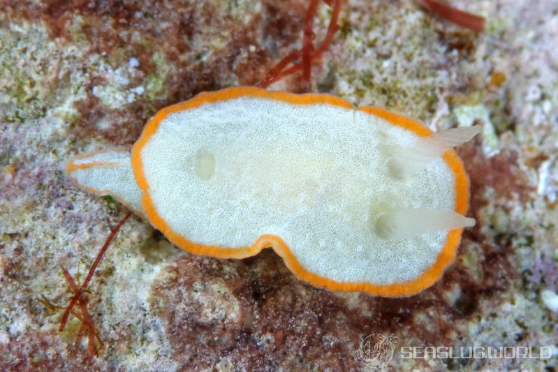 ミツイラメリウミウシ属の一種 3 Diaphorodoris sp. 3