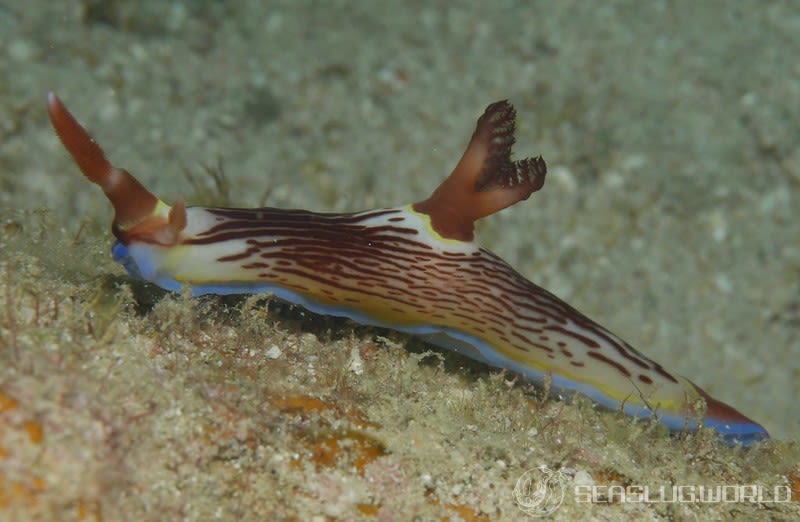 セグロリュウグウウミウシ Nembrotha chamberlaini