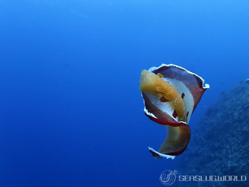 ヘキサブランクス・サングイネウス Hexabranchus sanguineus