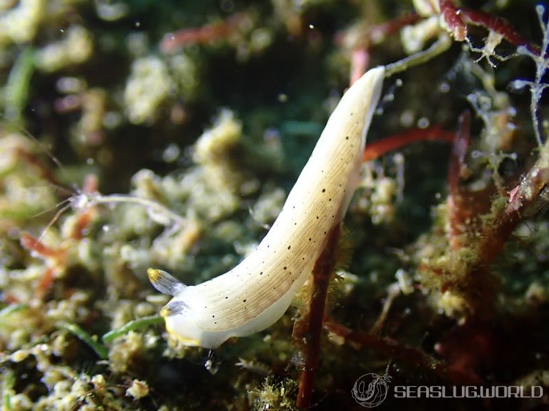 カメキオトメウミウシ Dermatobranchus primus