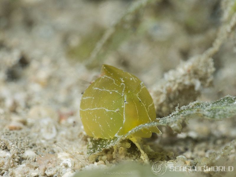 クサモチアメフラシ Syphonota geographica