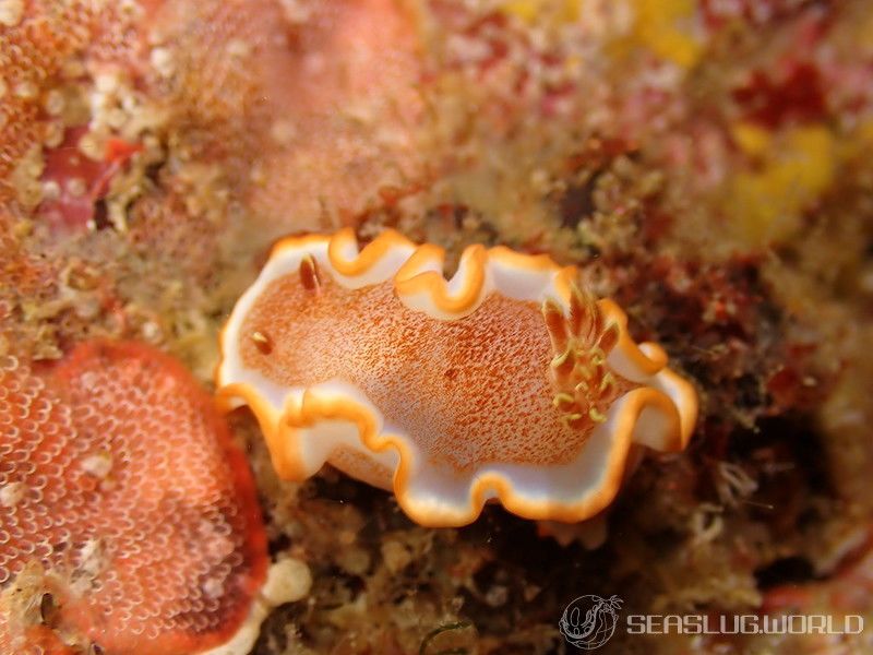 キャラメルウミウシ Glossodoris rufomarginata