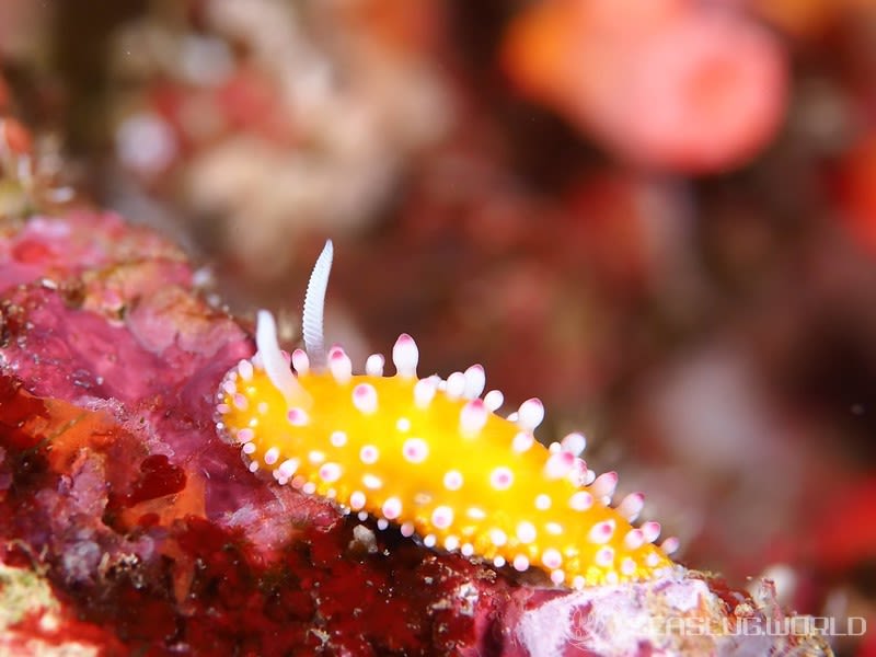 イガグリウミウシ Cadlinella ornatissima