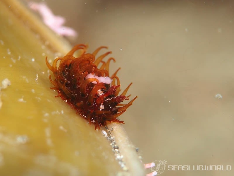 ショウジョウウミウシ Madrella ferruginosa