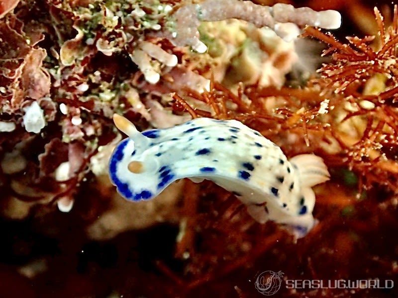 サガミイロウミウシ Hypselodoris sagamiensis