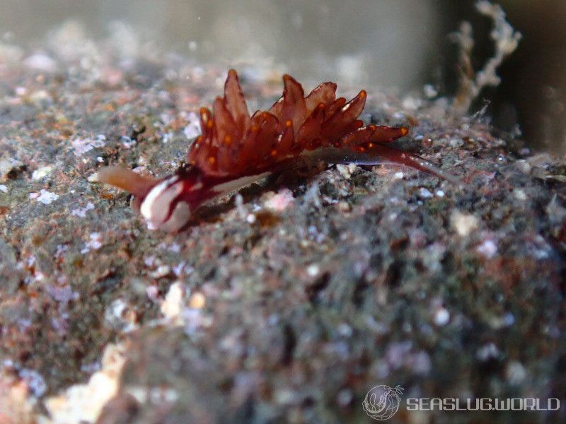 ノトアリモウミウシ Hermaea noto