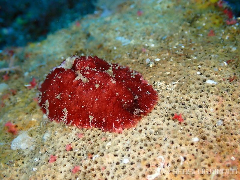 ビワガタナメクジ Dolabrifera dolabrifera