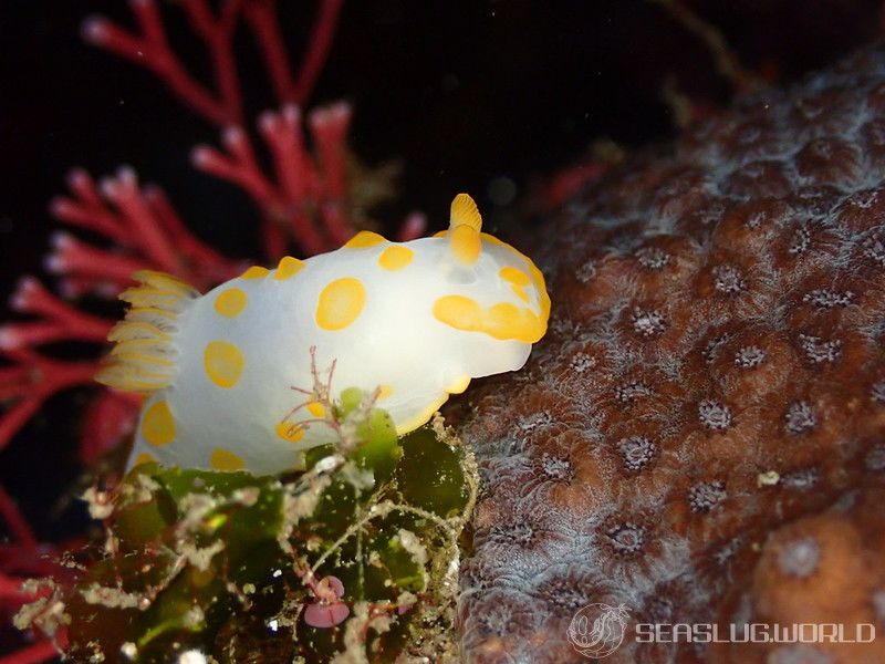 キイボキヌハダウミウシ Gymnodoris impudica