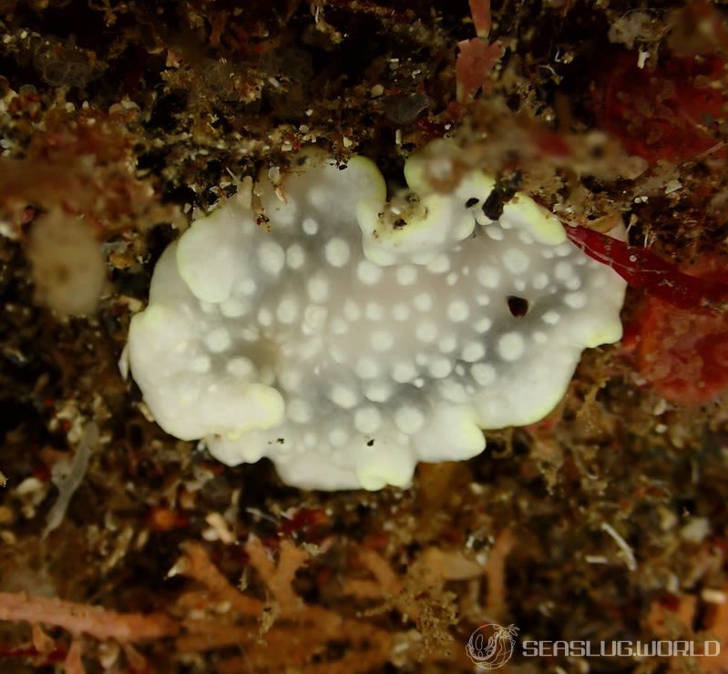 シロシキブイロウミウシ Glossodoris sp. 1