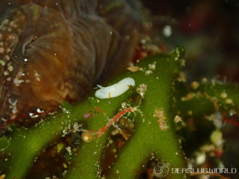 フィリディア・ラリーイ Phyllidia larryi