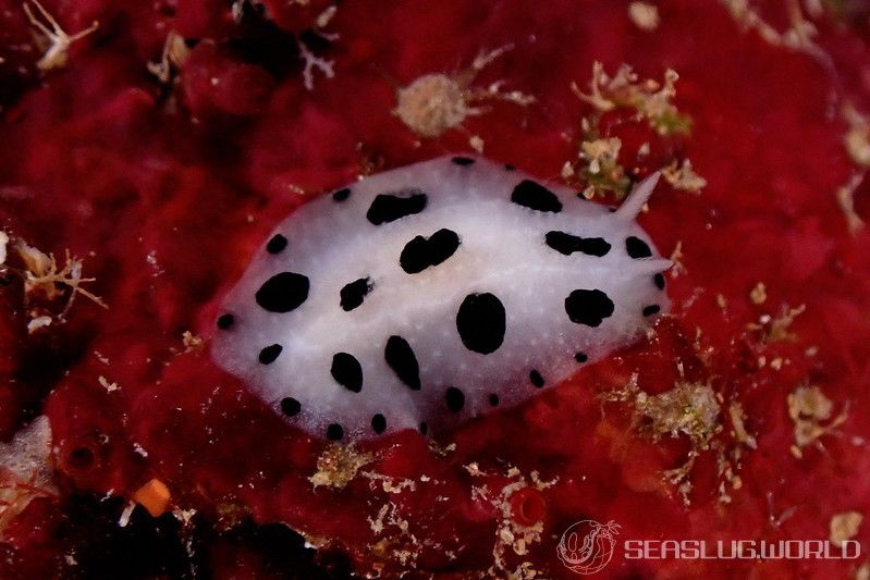 ミズタマイボウミウシ Phyllidia scottjohnsoni