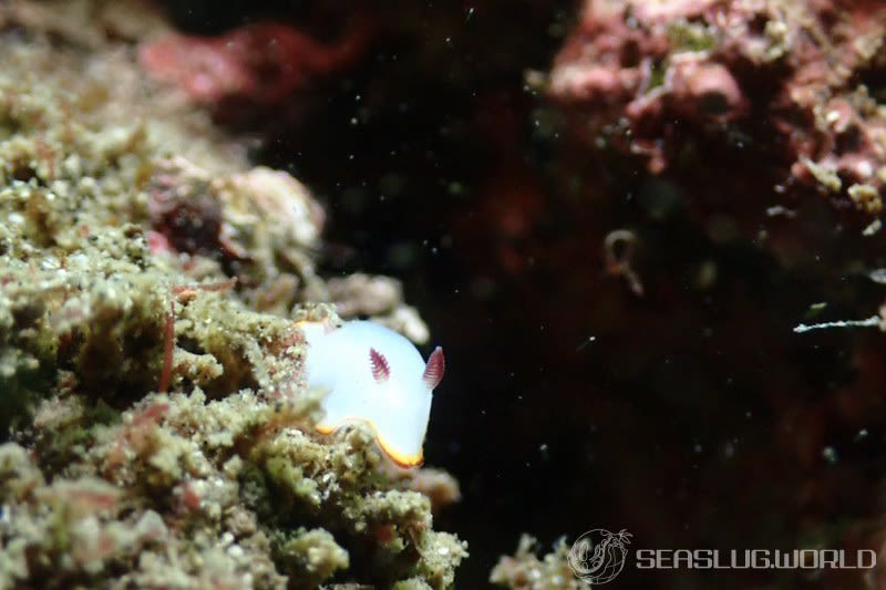 シラヒメウミウシ Goniobranchus sinensis