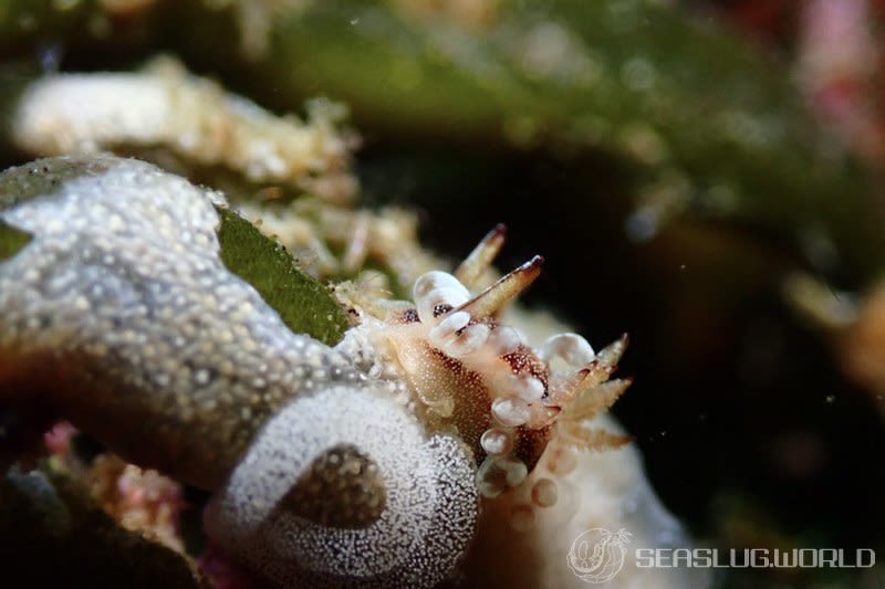 イバラウミウシ Ceratodoris barnardi